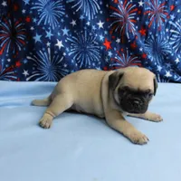 AKC Candy's Fawn Male Puppy 5, a male Pug for sale in Mount Olive, NC – 7 of 10