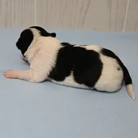 Chelsea's Black, White & Tan Party Male Puppy 2, a male Chihuahua for sale in Mount Olive, NC – 4 of 10