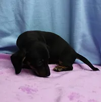 AKC Taylor's Black & Tan Male Puppy 4, a male Miniature Dachshund for sale in Mount Olive, NC – 9 of 10