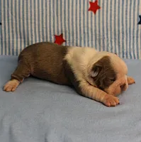 AKC Zoe's Seal & White Male Puppy 1, a male Boston Terrier for sale in Mount Olive, NC – 6 of 9