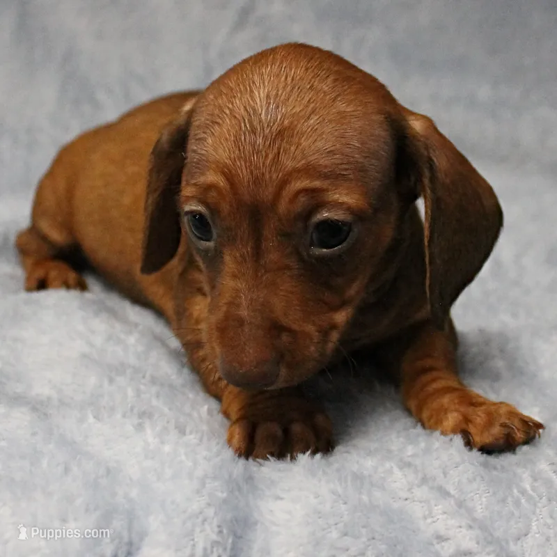 AKC Freckles Red Female Puppy 1 – Miniature Dachshund puppy for sale in Mount Olive, NC