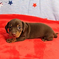 AKC Heidi's Chocolate & Tan Female Puppy 2, a female Miniature Dachshund for sale in Mount Olive, NC – 3 of 10