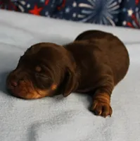 AKC Heidi's Chocolate & Tan Female Puppy 2, a female Miniature Dachshund for sale in Mount Olive, NC – 5 of 10