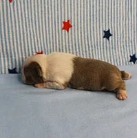 AKC Zoe's Seal & White Male Puppy 1, a male Boston Terrier for sale in Mount Olive, NC – 8 of 9