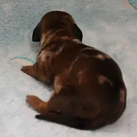 AKC Freckles Red Dapple Male Puppy 7, a male Miniature Dachshund for sale in Mount Olive, NC – 8 of 10
