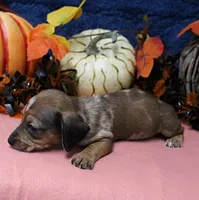 AKC Freckles Chocolate & Tan Dapple Female Puppy 5, a female Miniature Dachshund for sale in Mount Olive, NC – 5 of 10