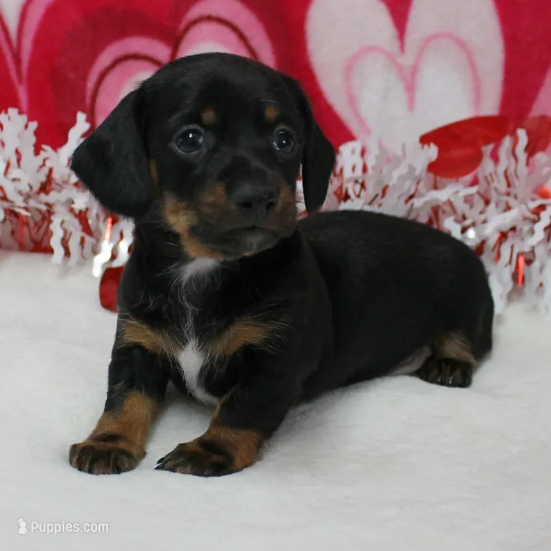 AKC Robin's Blk Tan Male  4
