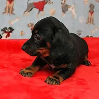 AKC Robin's Blk Tan Female  4, a female Miniature Dachshund for sale in Mount Olive, NC – Photo 6 of 10