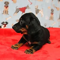 AKC Robin's Blk Tan Female  4, a female Miniature Dachshund for sale in Mount Olive, NC – Photo 5 of 10