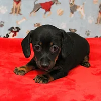 AKC Robin's Blk Tan Female  4, a female Miniature Dachshund for sale in Mount Olive, NC – Photo 3 of 10