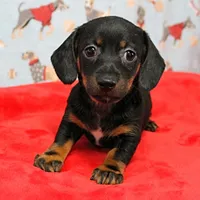 AKC Robin's Blk Tan Female  4, a female Miniature Dachshund for sale in Mount Olive, NC – Photo 1 of 10
