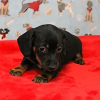 AKC Robin's Blk Tan Female  4, a female Miniature Dachshund for sale in Mount Olive, NC – Photo 2 of 10