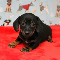 AKC Robin's Blk Tan Female  4, a female Miniature Dachshund for sale in Mount Olive, NC – Photo 4 of 10