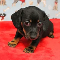 AKC Robin's Blk Tan Female  4, a female Miniature Dachshund for sale in Mount Olive, NC – Photo 7 of 10