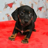 AKC Robin's Blk Tan Female  4, a female Miniature Dachshund for sale in Mount Olive, NC – Photo 9 of 10