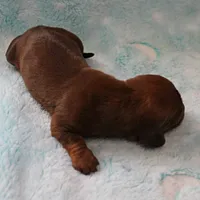 AKC Freckles Red Female Puppy 1, a female Miniature Dachshund for sale in Mount Olive, NC – 5 of 8