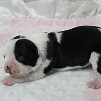 AKC Polly's Black & White Female Puppy 2, a female Boston Terrier for sale in Mount Olive, NC – 2 of 7