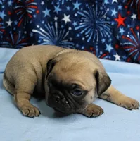 AKC Candy's Fawn Male Puppy 2, a male Pug for sale in Mount Olive, NC – 5 of 9