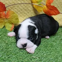 AKC Annie's Black & White Female Puppy 3, a  Boston Terrier for sale in Mount Olive, NC – 8 of 10