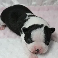 AKC Polly's Black & White Female Puppy 2, a female Boston Terrier for sale in Mount Olive, NC – 6 of 7