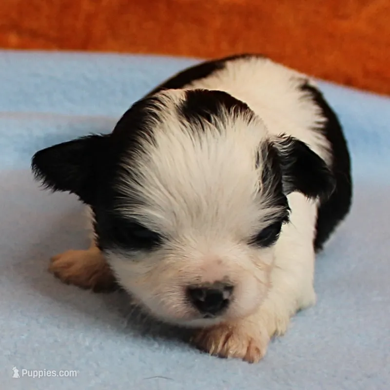 AKC Chelsea's Black, White & Tan Party Male Puppy 3 – Chihuahua puppy for sale in Mount Olive, NC