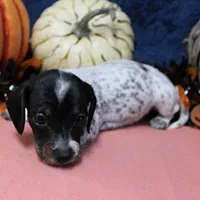 AKC Freckles Black & Tan Piebald on White Female Puppy 2, a female Miniature Dachshund for sale in Mount Olive, NC – 5 of 10