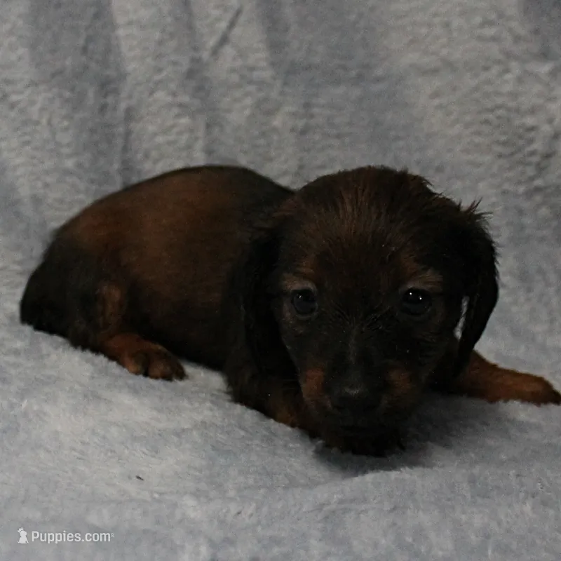 AKC Freckles Red with Black Tips Male Puppy 8 – Miniature Dachshund puppy for sale in Mount Olive, NC
