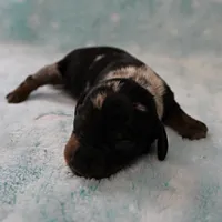 AKC Freckles Black & Tan Dapple Female Puppy 4, a female Miniature Dachshund for sale in Mount Olive, NC – 9 of 10