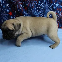 AKC Candy's Fawn Male Puppy 4, a male Pug for sale in Mount Olive, NC – 7 of 10