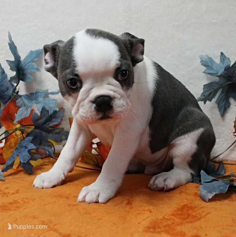 AKC Lula's Blue & White Male Puppy 2 – Boston Terrier puppy for sale in Mount Olive, NC