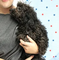 Tinker's Black Female Puppy 1, a female Cockapoo for sale in Mount Olive, NC – 7 of 9