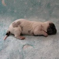 AKC Freckles Silver Dapple with White Male Puppy 6, a male Miniature Dachshund for sale in Mount Olive, NC – 8 of 10