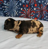 AKC Sallie's Black & Silver Dapple, Long Coat Male Puppy 4, a male Miniature Dachshund for sale in Mount Olive, NC – 6 of 10