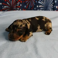 AKC Sallie's Black & Silver Dapple, Long Coat Female Puppy 2, a female Miniature Dachshund for sale in Mount Olive, NC – 8 of 10