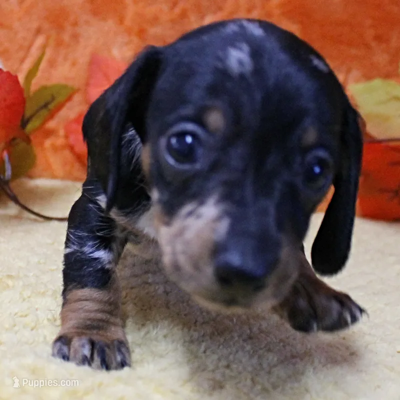 AKC Freckles Black & Tan Dapple Female Puppy 4 – Miniature Dachshund puppy on hold in Mount Olive, NC