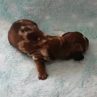 AKC Freckles Red Dapple Male Puppy 7, a male Miniature Dachshund for sale in Mount Olive, NC – 6 of 10