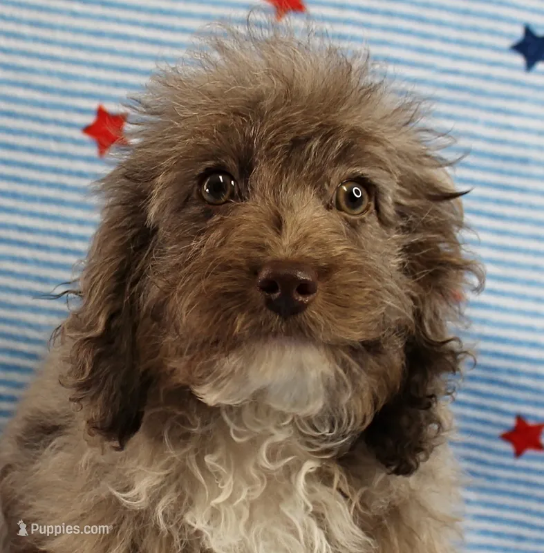 Twinkle's Chocolate Merle Male Puppy 4 – Cockapoo puppy for sale in Mount Olive, NC