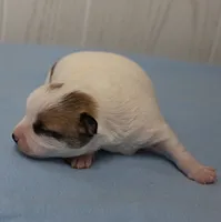  Chelsea's Fawn & White Male Puppy 4, a male Chihuahua for sale in Mount Olive, NC – 3 of 10