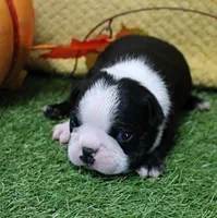 AKC Annie's Black & White Male Puppy 5, a male Boston Terrier for sale in Mount Olive, NC – 7 of 10