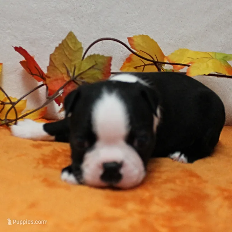 AKC Annie's Black & White Male Puppy 5 – Boston Terrier puppy for sale in Mount Olive, NC