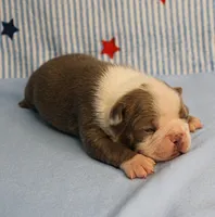 AKC Zoe's Seal & White Male Puppy 2, a male Boston Terrier for sale in Mount Olive, NC – 8 of 10