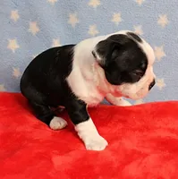Myrtle's Black & White Male Puppy 1, a male Boston Terrier for sale in Mount Olive, NC – 9 of 10