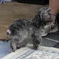 Tinker's Silver Male Puppy 2, a male Cockapoo for sale in Mount Olive, NC – 10 of 10