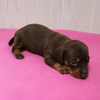 AKC Maggie's Chocolate & Tan Female Puppy 2, a female Miniature Dachshund for sale in Mount Olive, NC – 4 of 10