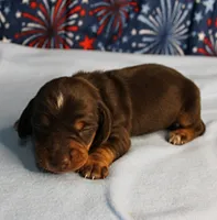 AKC Heidi's Chocolate & Tan Male Puppy 4, a male Miniature Dachshund for sale in Mount Olive, NC – 7 of 10