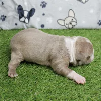 AKC Willow's Lilac & White Male Puppy 4, a male Boston Terrier for sale in Mount Olive, NC – 7 of 10