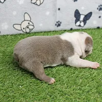 AKC Willow's Lilac & White Male Puppy 3, a male Boston Terrier for sale in Mount Olive, NC – 10 of 10