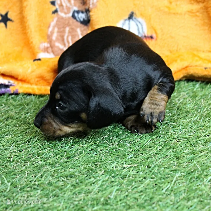 AKC Robin's Black & Tan Female Puppy 3 – Miniature Dachshund puppy for sale in Mount Olive, NC