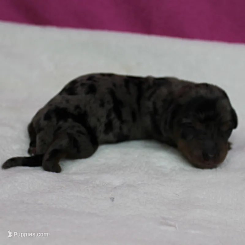AKC Harleys Silver Dapple Female Puppy 1 – Miniature Dachshund puppy for sale in Mount Olive, NC