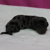 AKC Harleys Silver Dapple Female Puppy 1, a female Miniature Dachshund for sale in Mount Olive, NC – 1 of 10